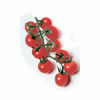 pomodoro in miniatura